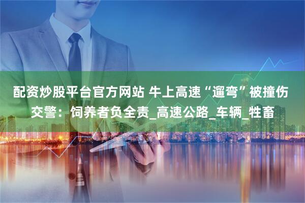 配资炒股平台官方网站 牛上高速“遛弯”被撞伤 交警：饲养者负全责_高速公路_车辆_牲畜